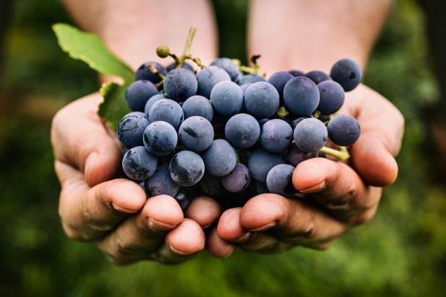 Mono product (grapes) possible pesticide residues Metrafenon Dimethomorph