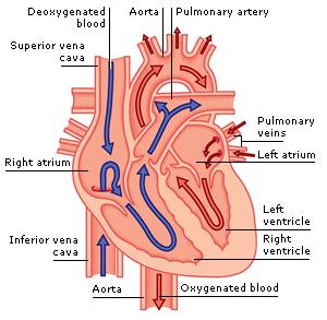 Figure 1: Blood Flow in a Normal Heart. Cross-sectional view of blood flow through the heart. Blue arrows represent deoxygenated blood, while red arrows represent oxygenated blood.
