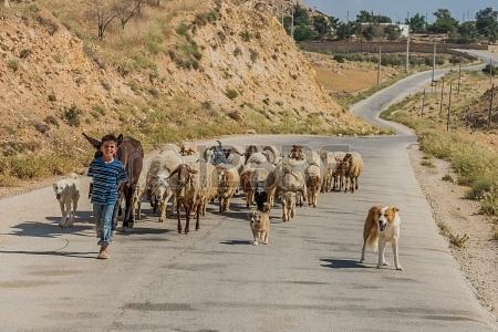 Al-Beidha, Jordan - May 9, 2013: young shepherd boy and flock
