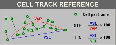 Kinetic parameters Average path velocity (VAP) Straight line velocity (VSL) Curvilinear velocity (VCL) Lateral head