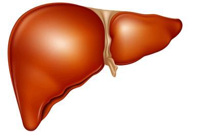 20 22 24 Liver-stage blood-stage