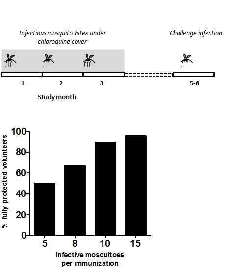 Potent and dose-dependent CPS-CQ induced protection Homologous Protection after 3 month CPS-CQ Immunization is potent Total of 30-45 Pf-infected mosquitoes Total of 150k