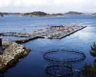 Vaccination of fish Present status and future challenges Roar Gudding National veterinary institute Oslo, Norway Background - aquaculture Agriculture and fisheries