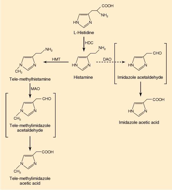 SYNTHESIS AND METABOLISM OF HISTAMINE: pathways for histamine formation in brain.