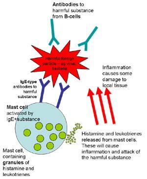 STORAGE AND RELEASE OF HISTAMINE: Histamine is mostly present in storage granules of mast cells.