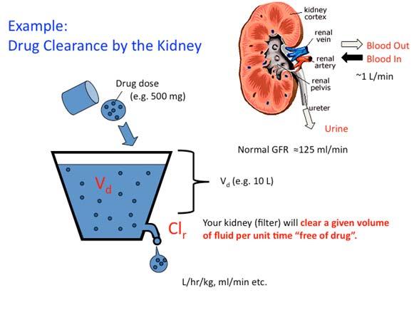 ADME Drug elimination Drug excretion can occur through: exhalation bile > faeces sweat, saliva kidney 35 ADME Drug elimination Looking at it from 2 angles.