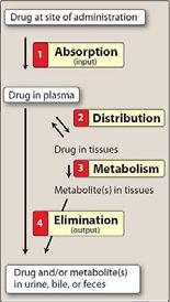 Pharmacokinetics derives from Greek words: pharmackon = drug kinetikos = moving Study of drug movement into, around, and out of the body or ADME = absorption, distribution, metabolism, and