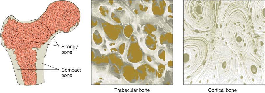 Bone Structure 80% cortical bone 20% trabecular (spongy, cancellous) bone Larger surface area Metabolically active