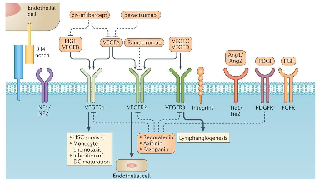 TARGETING ANGIOGENESIS IN GASTRIC CANCER Lordick &