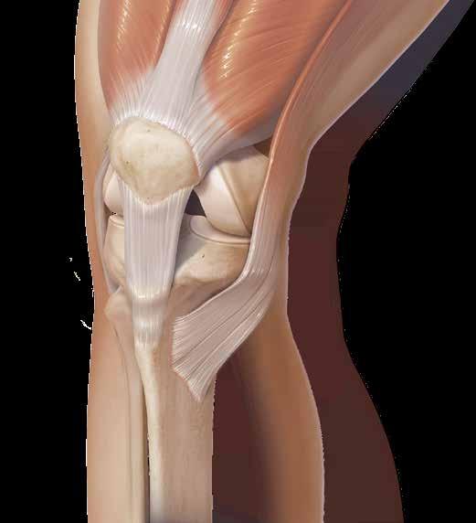 Introduction INTRODUCTION The normal knee joint consists of the femur, the patella, and the tibia bones, all of which are all held together securely with soft