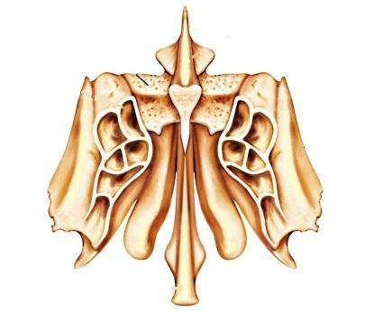 The perpendicular (vertical) plate 1) Form the upper part of the medial wall of the nasal cavity. Perpendicular plate of Ethmoid Perpendicular plate Articulation of the perpendicular plate 1.