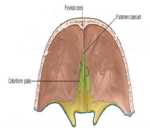 small vein from the nasal mucosa to the superior sagittal sinus.