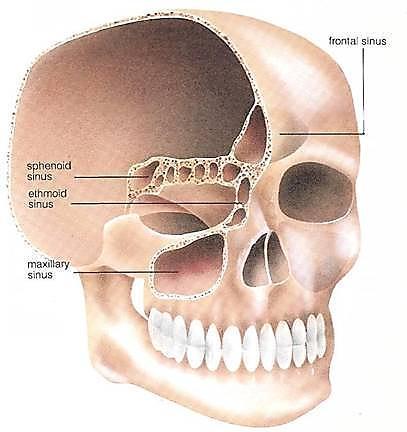 Orbital plate Superior nasal concha Middle nasal concha 2) The ethmoidal