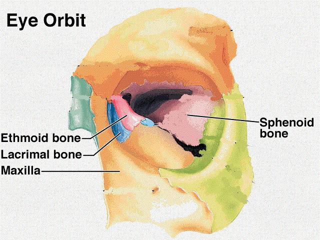 A. The orbital plate 1) Separates the orbital cavity from the ethmoid sinuses. 2) Form part of The medial wall of the orbital cavity: - Posterior to the lacrimal bone.