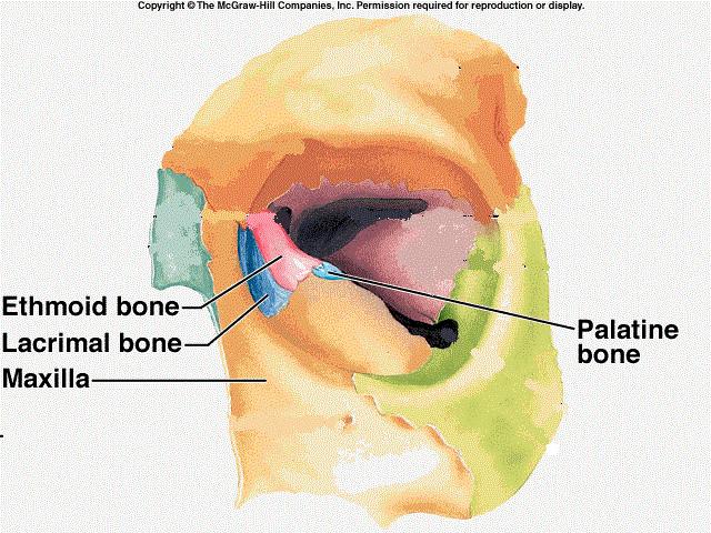Posteriorly Articulates with the anterior part of the body of the sphenoid bone and the perpendicular plate of the palatine bone. 3.