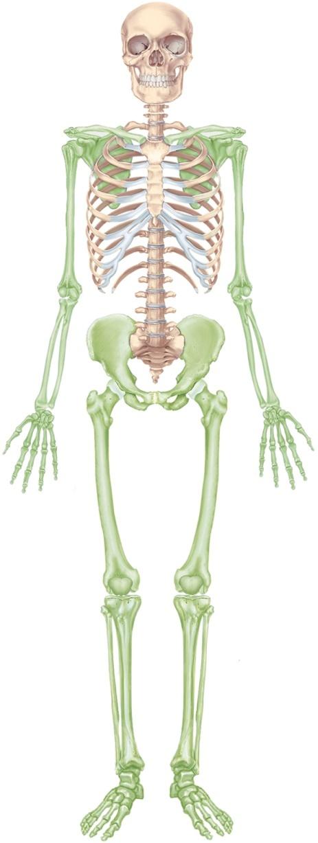 The Skeletal System Parietal bone Frontal bone overview of the skeleton Skull the vertebral column and Mandible Mandible Pectoral girdle the skull Maxilla Clavicle Scapula Sternum Thoracic cage