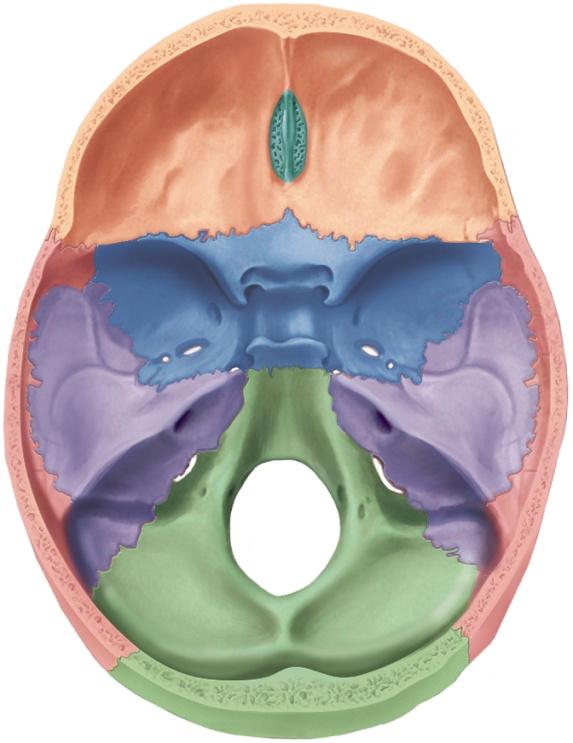 Temporal Bone part of cranial floor Diploe (spongy bone) Frontal bone Crista galli separates middle from posterior cranial fossa Cribriform plate of ethmoid bone Cribriform foramina Sphenoid bone