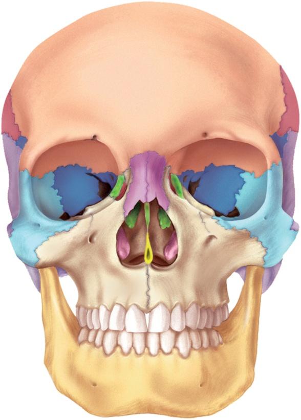 Nasal Bones forms bridge of nose Frontal bone Glabella Coronal suture supports cartilages that shape lower portion of the nose Squamous suture Supraorbital foramen Parietal bone Supraorbital margin
