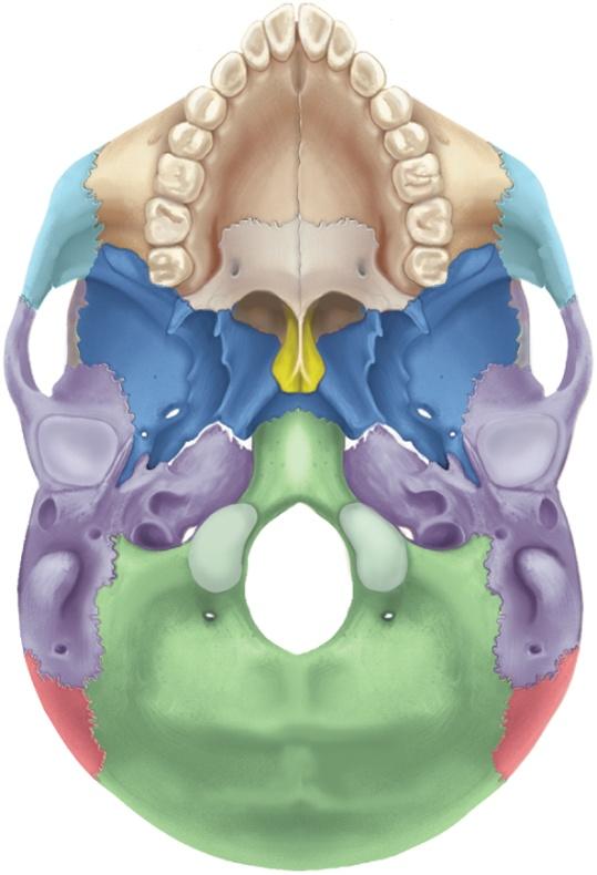 Mandible strongest bone of the skull only bone of skull that moves noticeably supports lower teeth provides attachments for muscles of facial expression and mastication Figure 8.