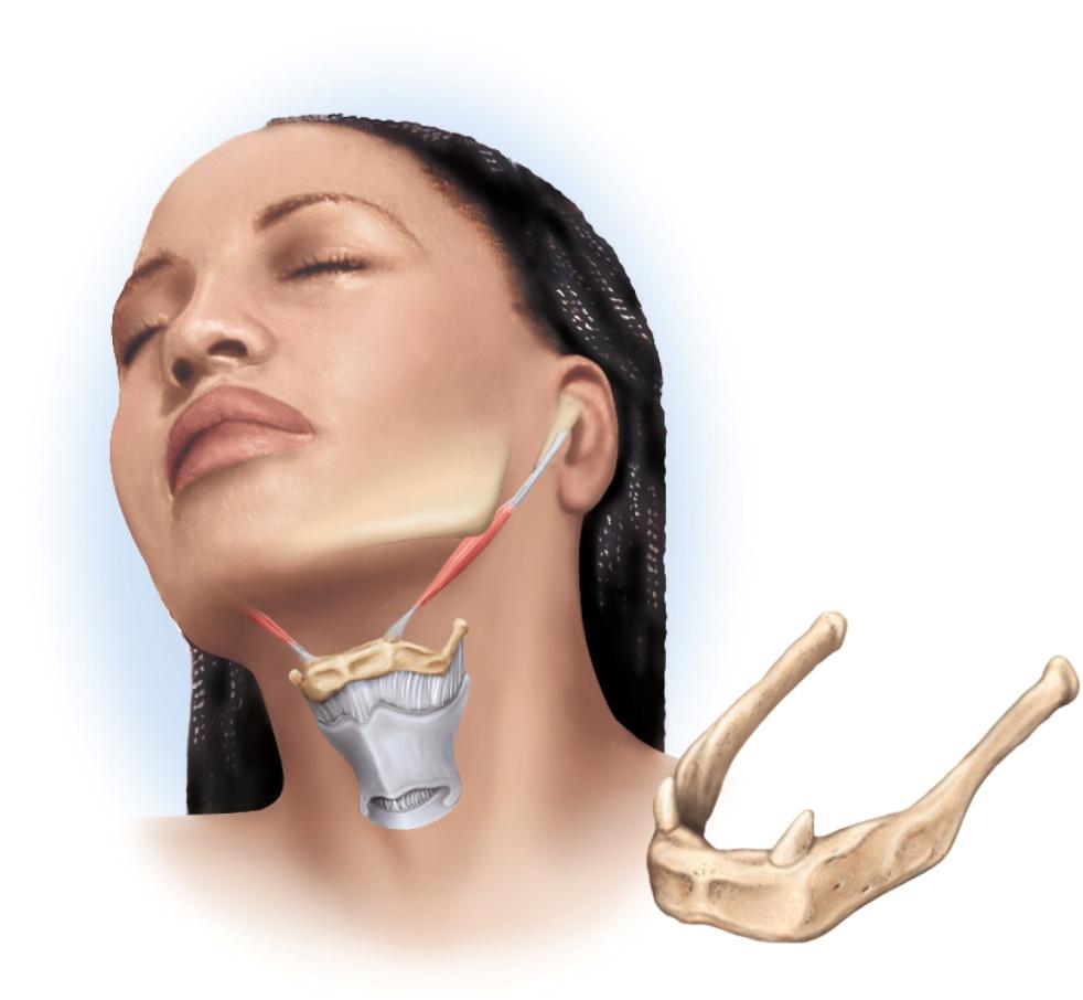 Bones Associated With Skull auditory ossicles three in each middle-ear cavity malleus, incus, and stapes hyoid bone slender u-shaped bone between the chin and larynx does not
