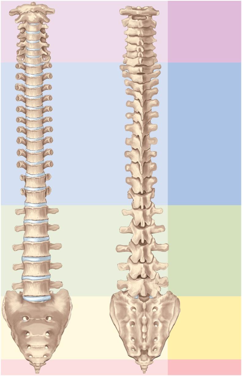 The Vertebral Column (Spine) five vertebral groups 7 cervical in the neck 12 thoracic in the chest 5 lumbar in lower back 5 fused sacral at base of spine 4 fused coccygeal Anterior view Posterior