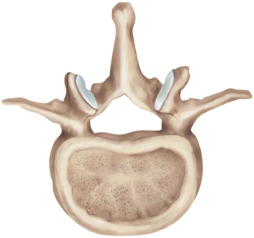 General Structure of Vertebra body (centrum) mass of spongy bone that contains red bone marrow covered with thin shell of compact bone weight bearing portion rough superior and inferior surfaces