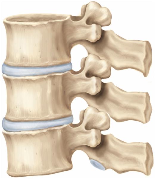 Intervertebral Foramen and Discs Superior articular process of L1 Inferior vertebral notch of L1 L1 intervertebral foramen Intervertebral foramen Superior vertebral notch of L2 L2 Spinous process