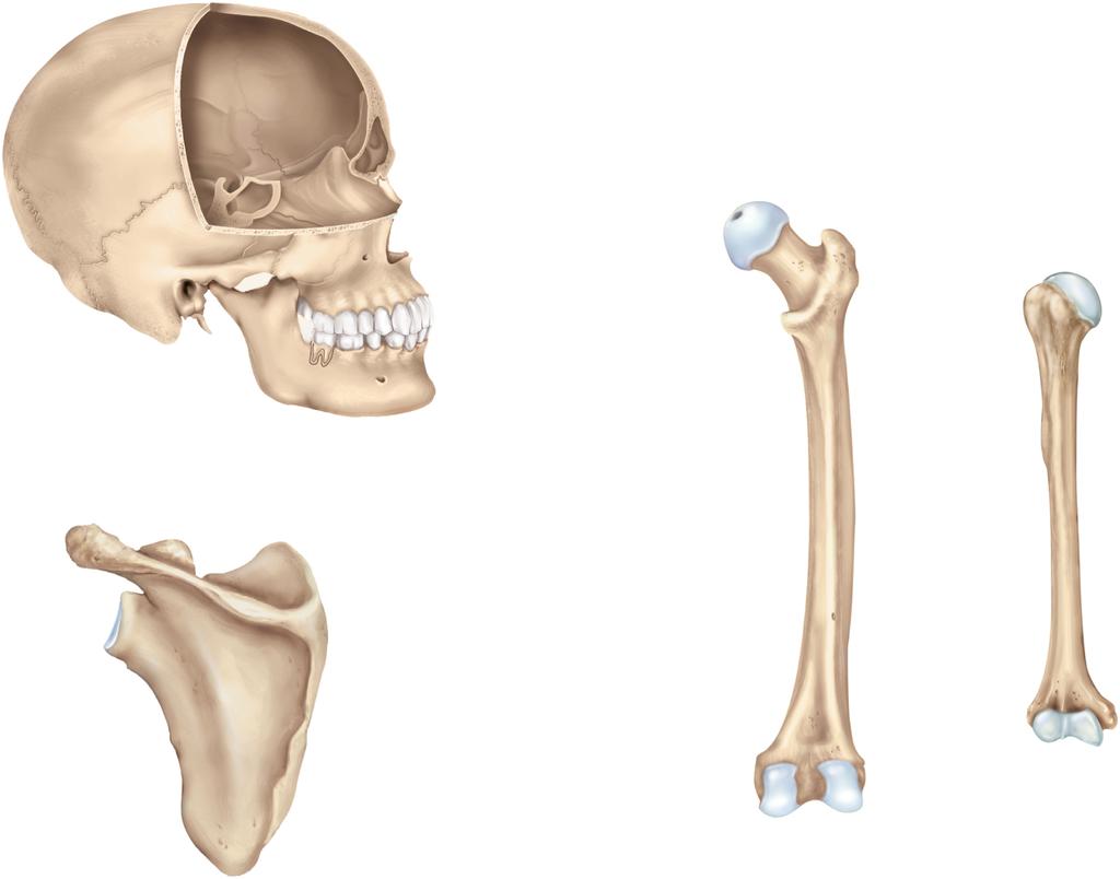 Anatomical Features of Bones Lines Crest Sinuses Foramen Fovea Head Meatus Crest Trochanters Process Condyle Spine Head Tubercle Alveolus Foramen Tuberosity (a) Skull