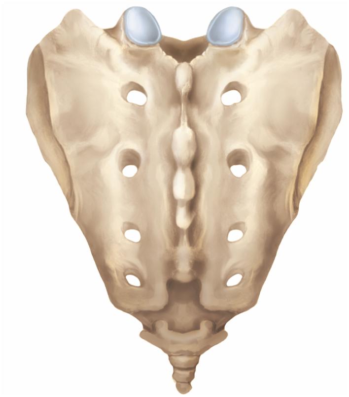 Coccyx coccyx usually consists of four small vertebrae (Co1 Co4) Sacral canal sometimes five fuse into a single, triangular Median sacral crest bone by age 20 30 Auricular horns (cornua) on Co1