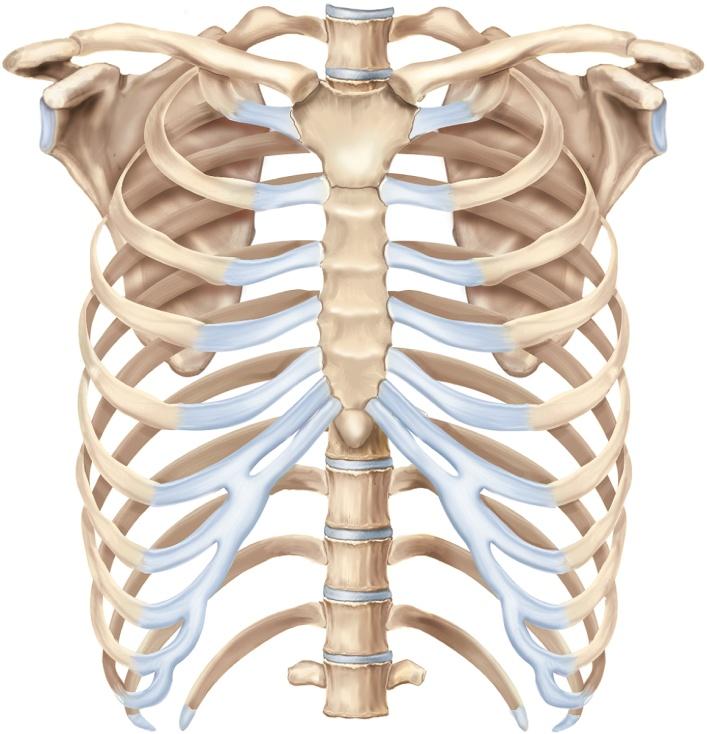 True and False Ribs true ribs (ribs 1 to 7) Sternoclavicular joint Sternum: Acromioclavicular joint T1 1 Pectoral girdle: Clavicle Scapula Suprasternal notch Clavicular notch Manubrium 2 Angle 3 Body