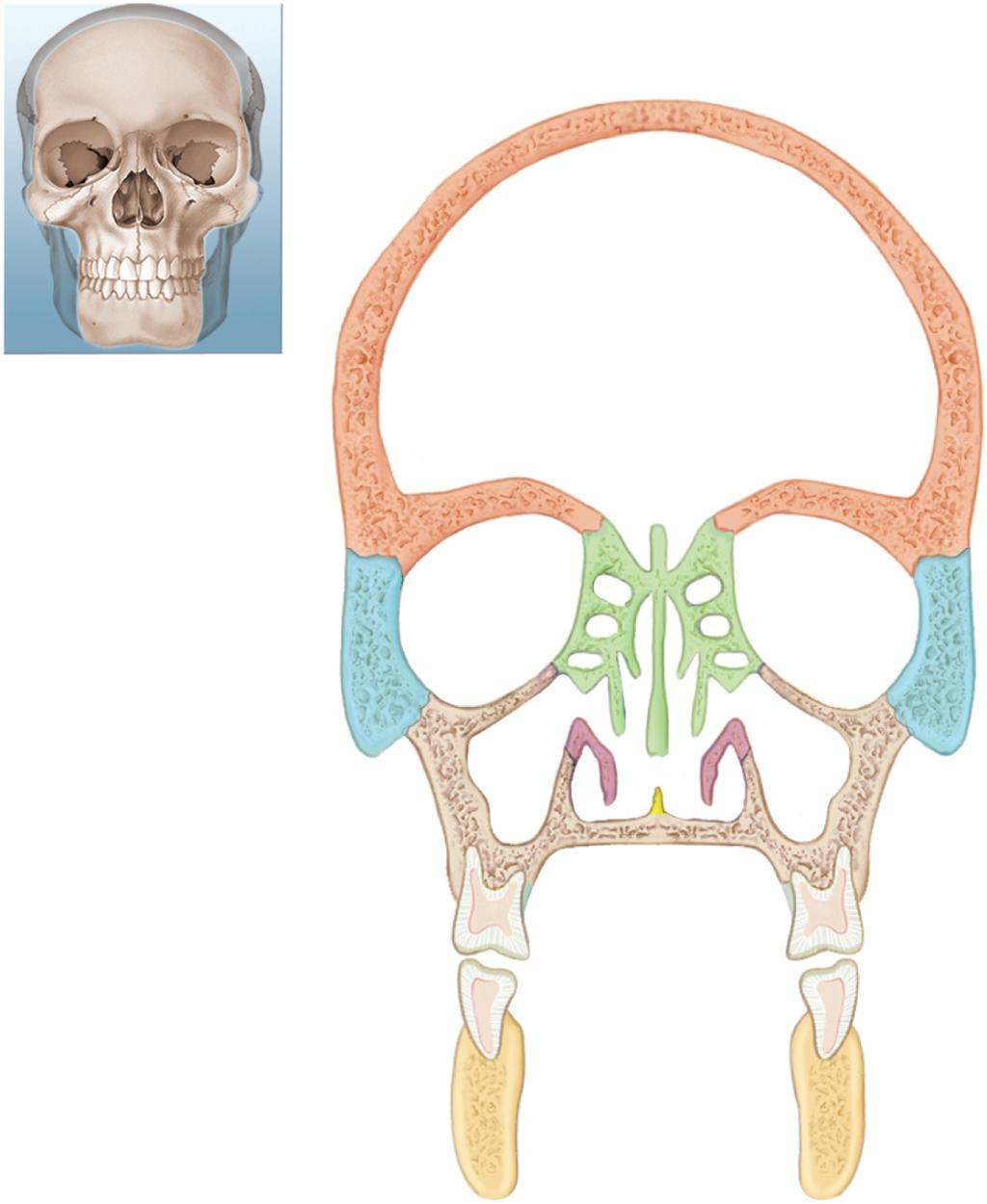 Major Skull Cavities Cranial cavity Ethmoid air cells Frontal bone Ethmoid bone Orbit Superior Nasal conchae