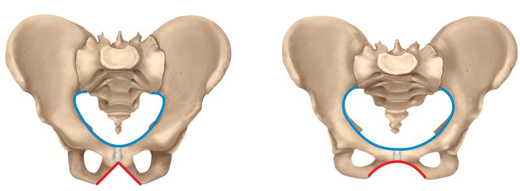 Comparison of Male and Female Male Female Pelvic brim Pelvic inlet Obturator foramen Pubic arch 90 Figure 8.