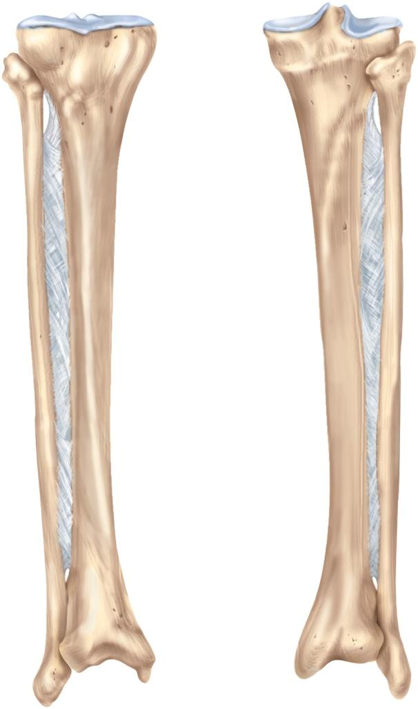 Fibula Intercondylar eminence Medial condyle Lateral condyle Apex Head of fibula Tibial tuberosity Proximal tibiofibular joint does not bear any body weight Interosseous membrane Lateral surface