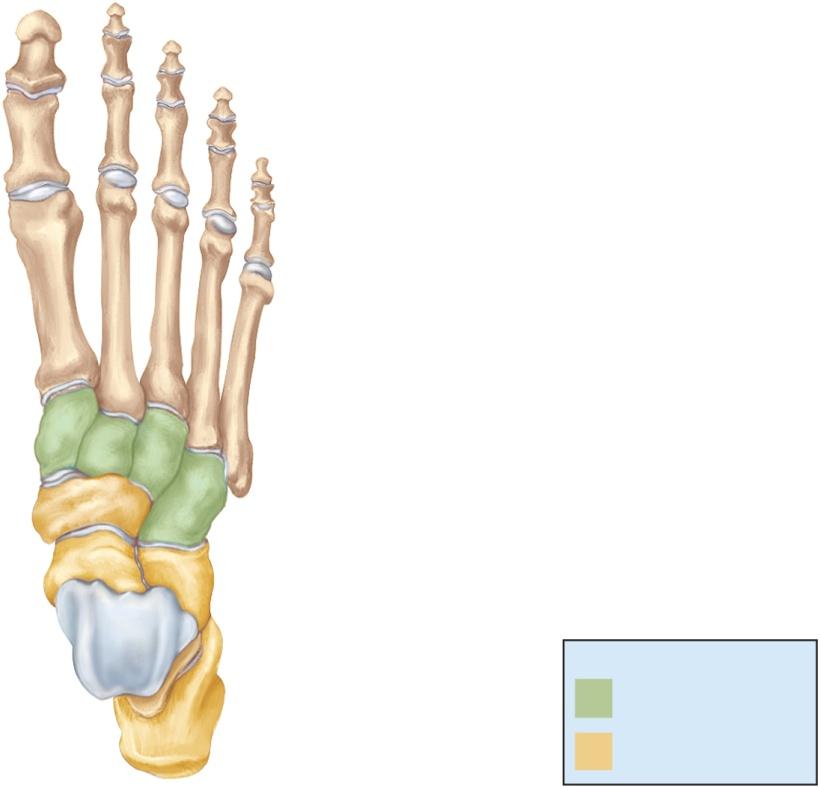The Foot remaining bones of foot are similar in name and arrangement to the hand metatarsals Distal phalanx I Distal phalanx V Proximal phalanx I metatarsal I is proximal to the great toe (hallux)