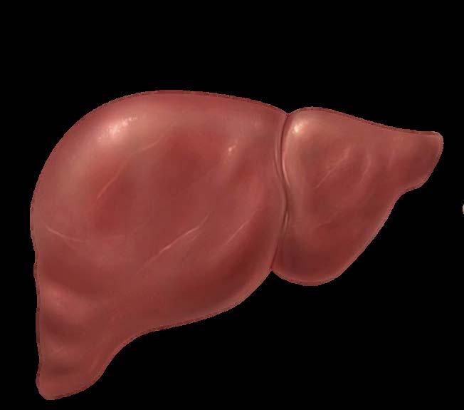 CIRRHOSIS Cirrhosis is a process in which damaged or dead liver cells are replaced with scar tissue, altering the structure of the