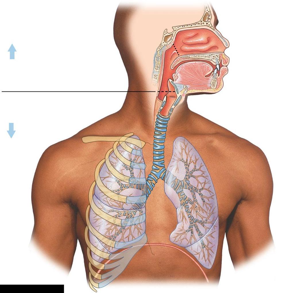 Figure 23-1 The Components of the Respiratory System UPPER RESPIRATORY SYSTEM LOWER RESPIRATORY SYSTEM Nasal cavity Sphenoidal sinus Internal nares
