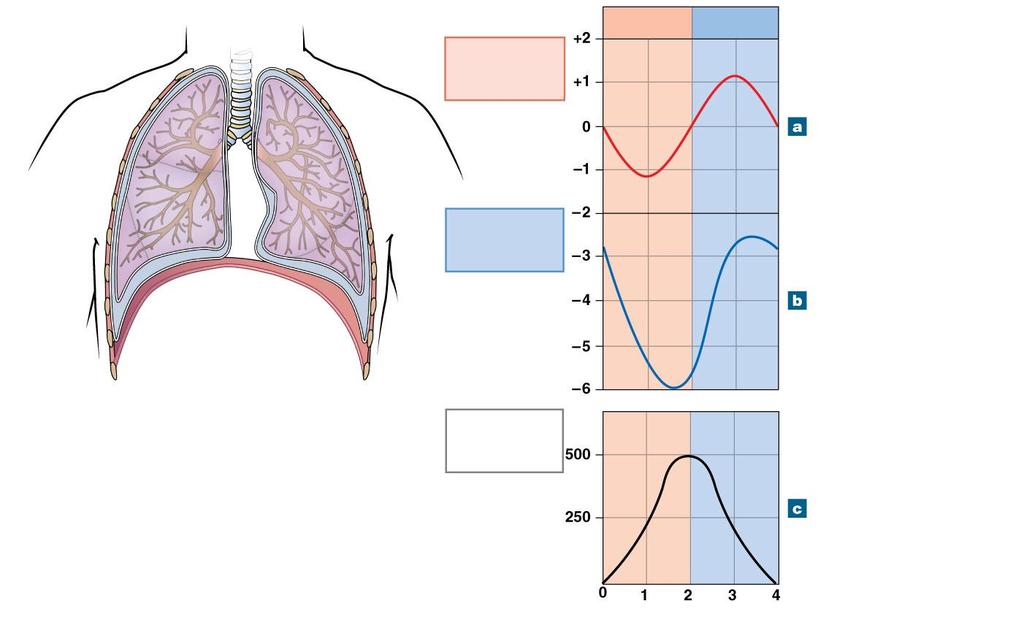 Figure 23-15 Pressure and Volume Changes during Inhalation and Exhalation INHALATION EXHALATION Trachea Intrapulmonary pressure (mm Hg) Bronchi Changes in intrapulmonary pressure during a single