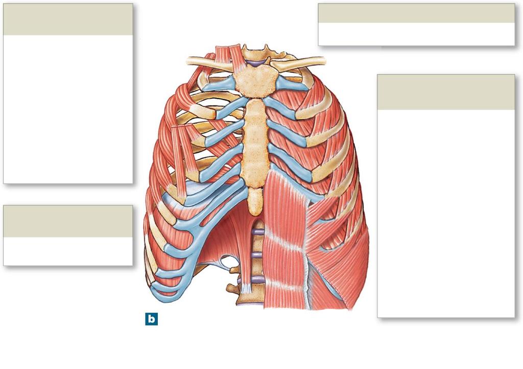 Figure 23-16b The Respiratory Muscles Accessory Muscles of Inhalation Sternocleidomastoid muscle Scalene muscles Pectoralis minor muscle Serratus anterior muscle Primary Muscle of Inhalation