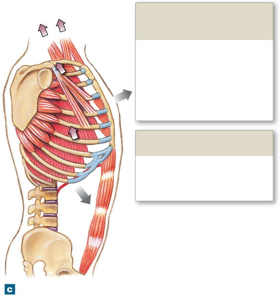 Figure 23-16c The Respiratory Muscles Accessory Muscle of Inhalation (active when needed) Sternocleidomastoid muscle Scalene muscles Pectoralis minor muscle Serratus