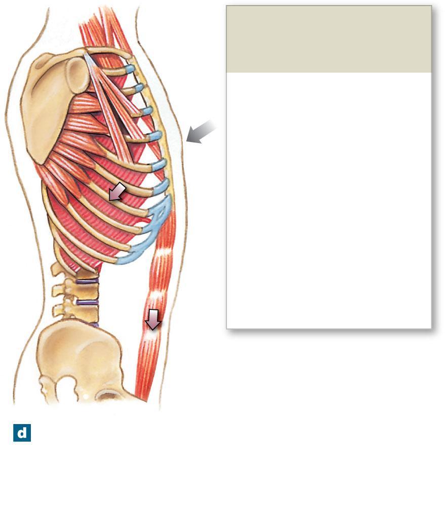 Figure 23-16d The Respiratory Muscles Accessory Muscles of Exhalation (active when needed) Transversus thoracis muscle Internal intercostal muscles Rectus abdominis and other abdominal muscles (not