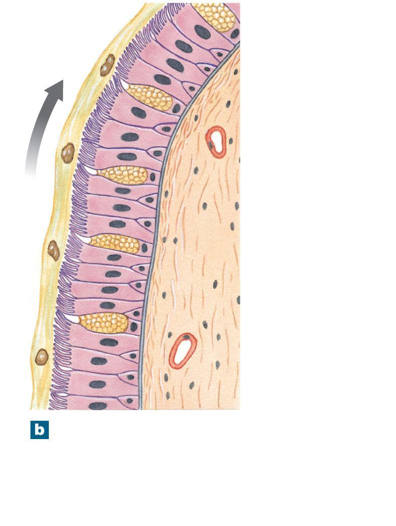 Figure 23-2b The Respiratory Epithelium of the Nasal Cavity and Conducting System Movement of mucus to pharynx Ciliated columnar epithelial cell Mucous cell Stem