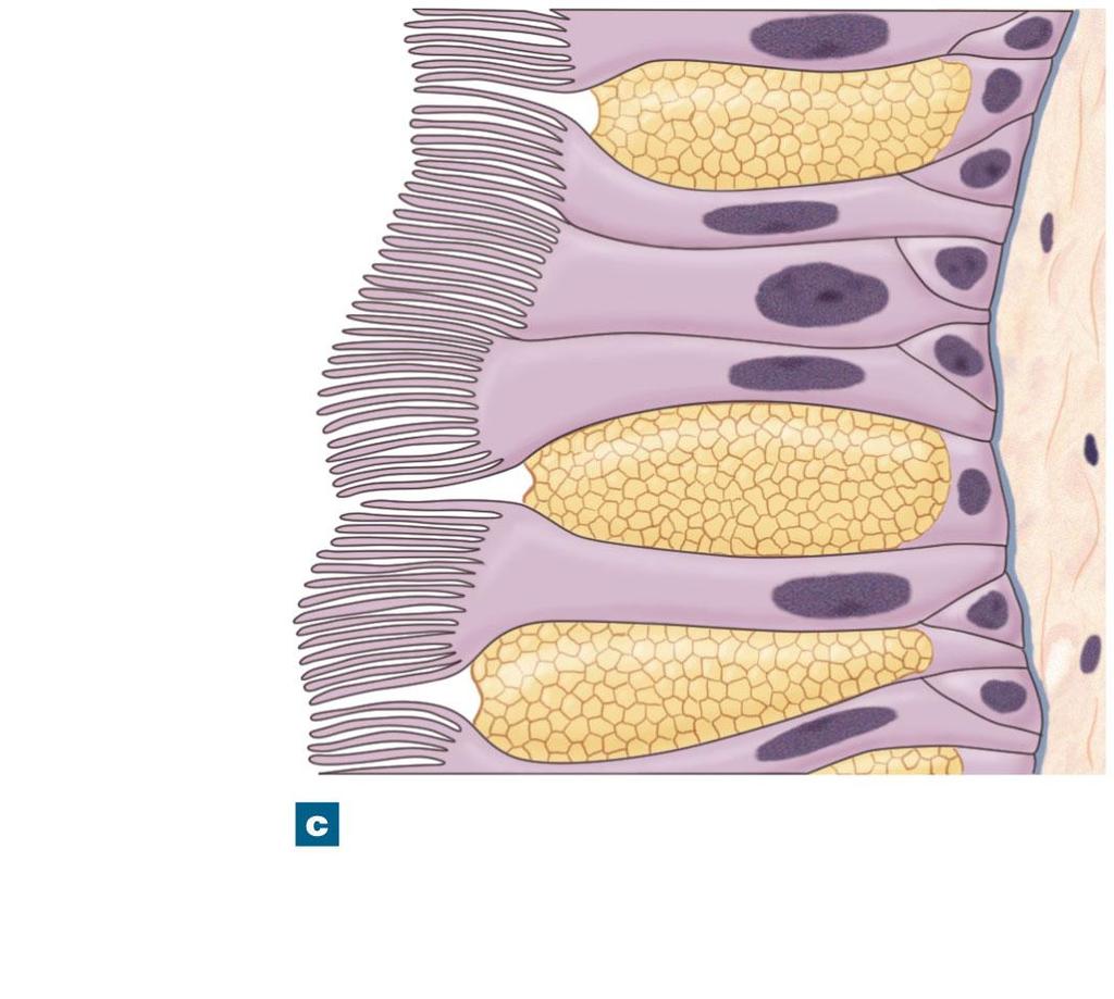 Figure 23-2c The Respiratory Epithelium of the Nasal Cavity and Conducting System Cilia Lamina propria Nucleus of columnar epithelial cell