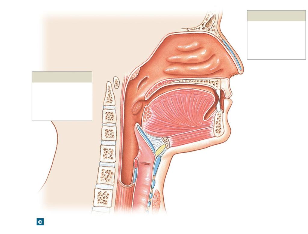 Figure 23-3c Structures of the Upper Respiratory System Entrance to auditory tube Pharyngeal tonsil Glottis Vocal fold Esophagus Pharynx Nasopharynx Oropharynx Laryngopharynx Nasal cavity Internal