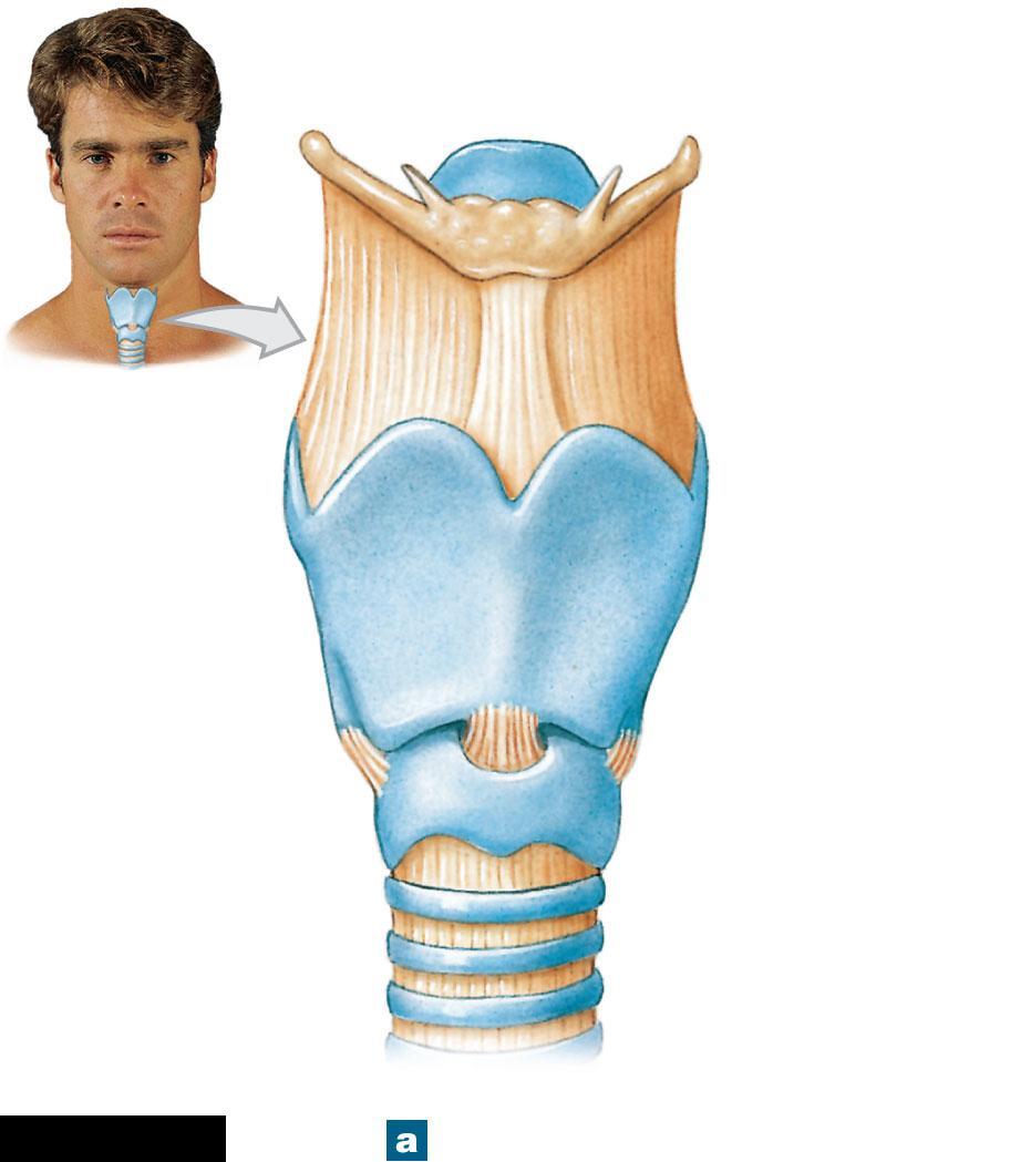 Figure 23-4a The Anatomy of the Larynx Epiglottis Lesser cornu Hyoid bone Thyrohyoid ligament Larynx Trachea Laryngeal