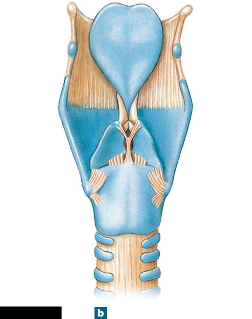 Figure 23-4b The Anatomy of the Larynx