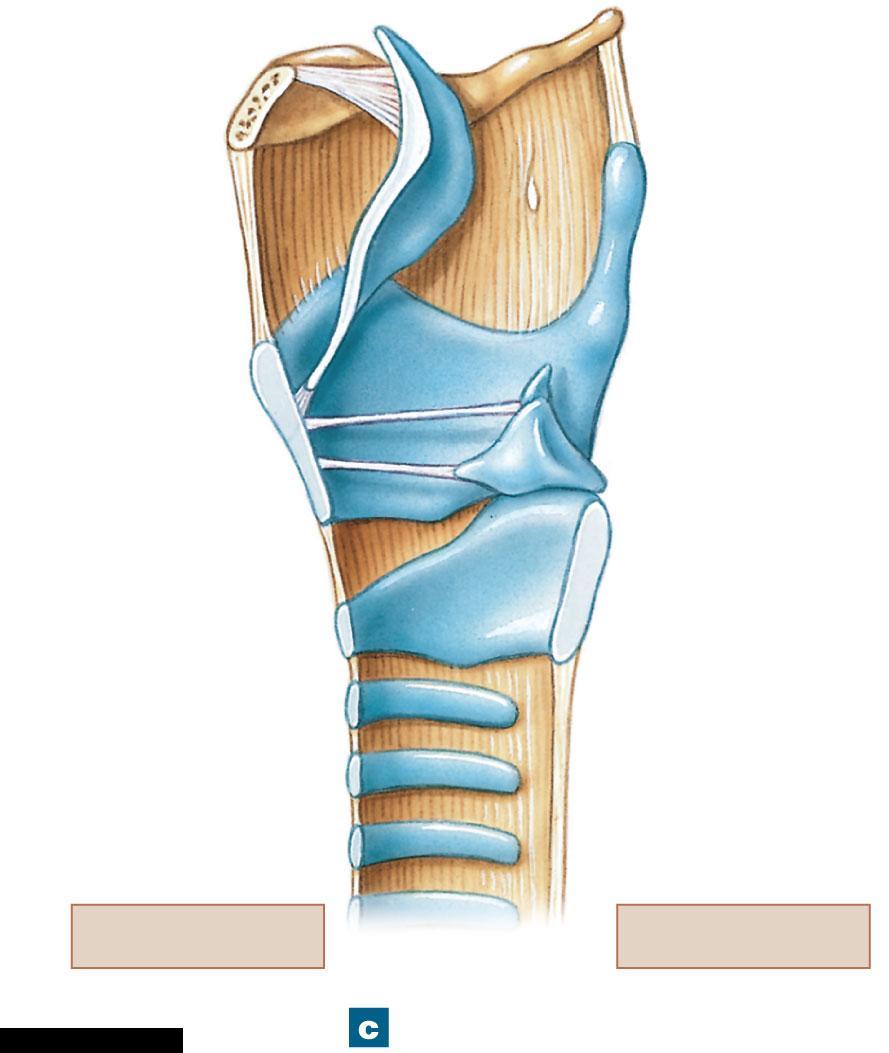 Figure 23-4c The Anatomy of the Larynx Hyoid bone Epiglottis Vestibular ligament Vocal ligament Arytenoid cartilage Cricothyroid