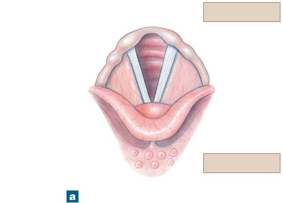 Figure 23-5a The Glottis and Surrounding Structures Corniculate cartilage Cuneiform cartilage Vestibular fold