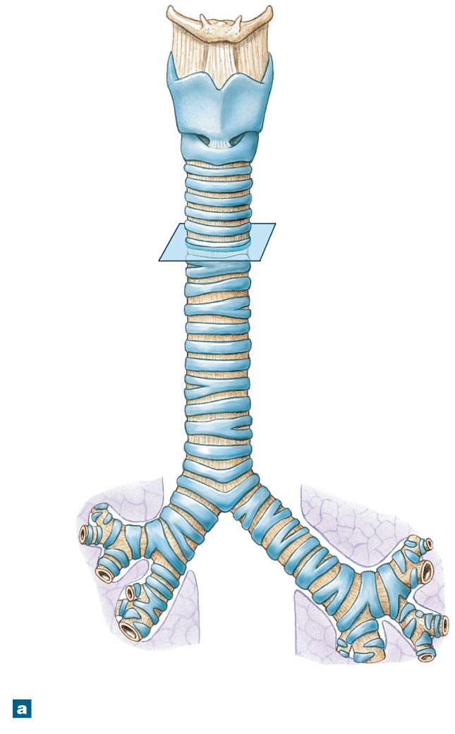 Figure 23-6a The Anatomy of the Trachea Hyoid bone Larynx Trachea Tracheal cartilages Root of right lung Location of carina (internal ridge) Root