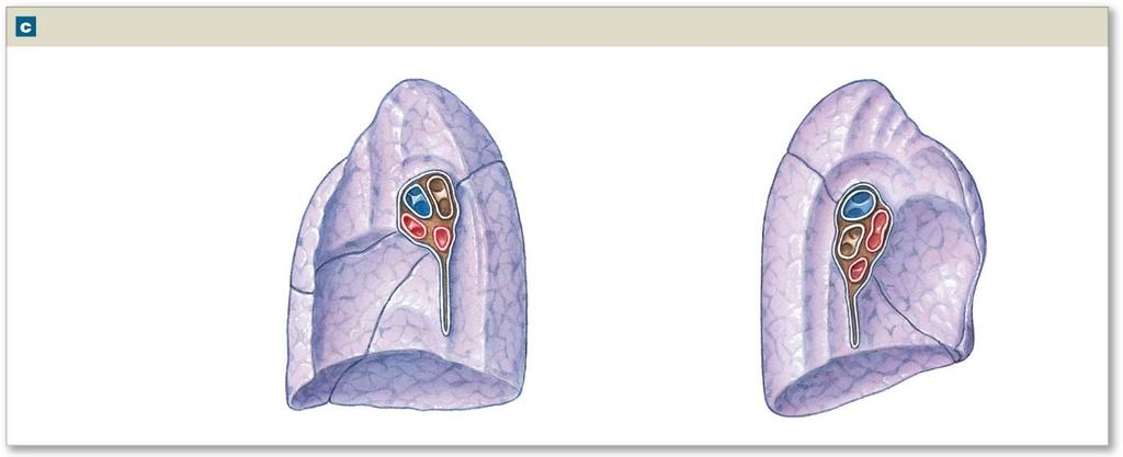 Figure 23-7c The Gross Anatomy of the Lungs Medial Surfaces The medial surfaces, which contain the hilium, have more irregular shapes.