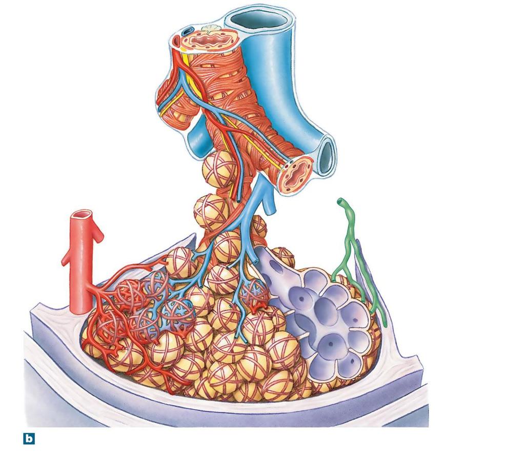 Figure 23-9b The Bronchi and Lobules of the Lung Respiratory epithelium Bronchiole Bronchial artery (red), vein (blue), and nerve (yellow) Branch of pulmonary vein Terminal bronchiole Respiratory